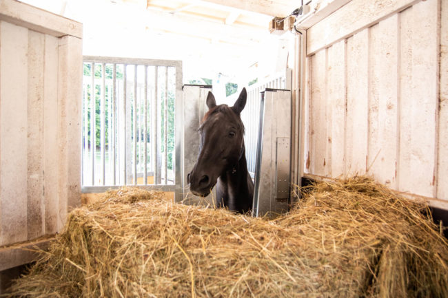 Aktivstall Weidenhalde Impressionen-323